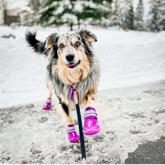 Qumy Pets shoes (2 sets) - Picture 10 of 15